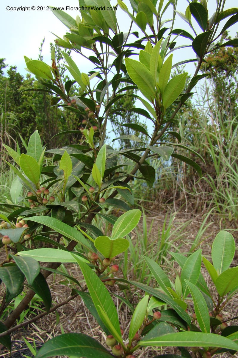 Ficus, Regalado 1756--Viet Nam. Thua Thien Hue Prov. Phu Loc Distr. Bach Ma. 13 Apr 09. 483.jpg