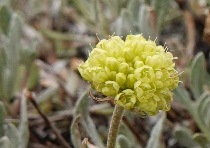 Eriogonum douglasii, C. Davidson 13770--Oregon. Wallowa Co. Upper Camp Creek Canyon. 4 Jun 2018. DSC04733 (114).JPG