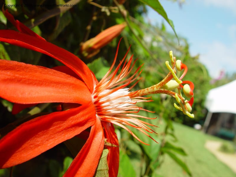 Passiflora vitifolia--FL. Fairchild Tropical Gard. 6 Apr 03. 341.jpg