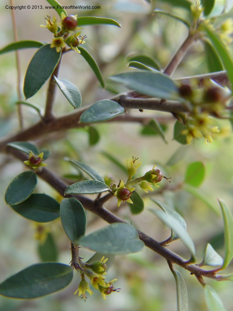 Rhamnus alaternus--Spain. Andalucia. E of Orgiva. Barranco de los Lobos. 1 (49).jpg