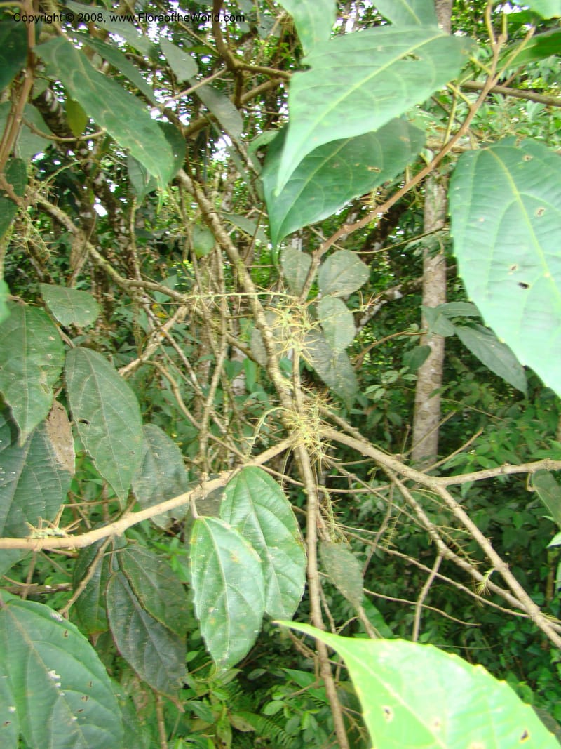 Alchornea, RAguilar11187--Costa Rica. Puntar. Osa. Los Mogos. 17 Apr 08. 205.jpg