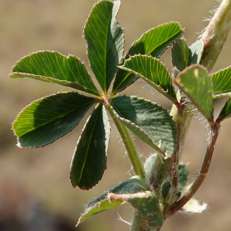 Trifolium macrocephalum, C. Davidson 13789--Oregon. Wallowa Co. Upper Camp Creek Canyon. 5 Jun 2018. DSC05225 (31).JPG