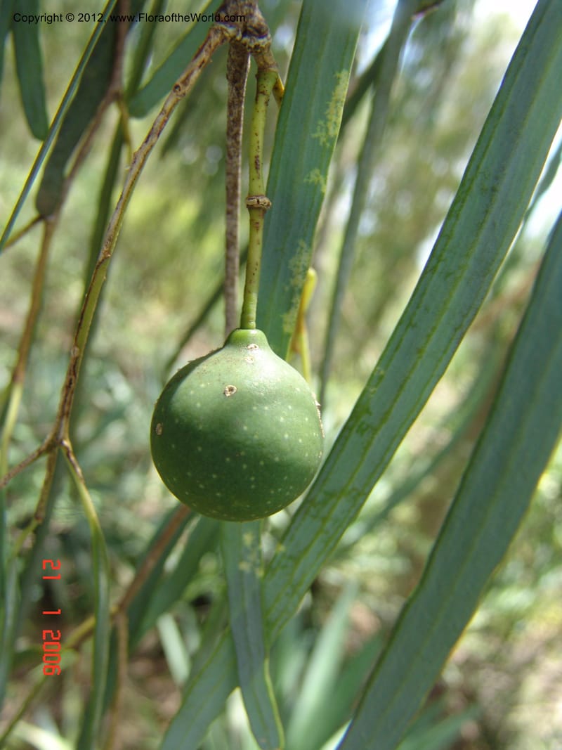Boscia longifolia, Rogers, Z 927-Madagascar, Berenty, 21 Jan 2006 210 (5).jpg