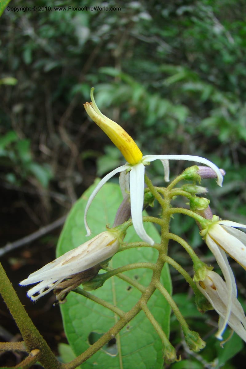 Solanum, RVasquez34842--Peru. Loreto. Dist. Nauta. Qbda Nawapa, Rio Tigre. 11 Nov 08. 010.jpg