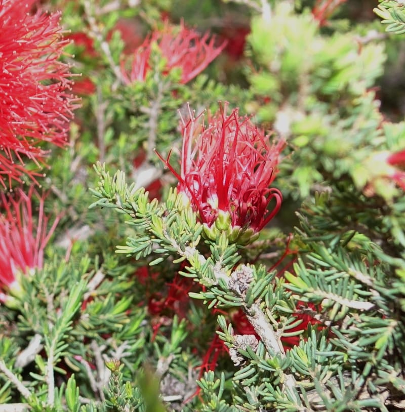 Beaufortia cyrtodonta, Davidson, C 13522--Australia. W.A. Red Gum Pass Rd., odom 31. 30 Oct 2016. DSC07055 (26).JPG