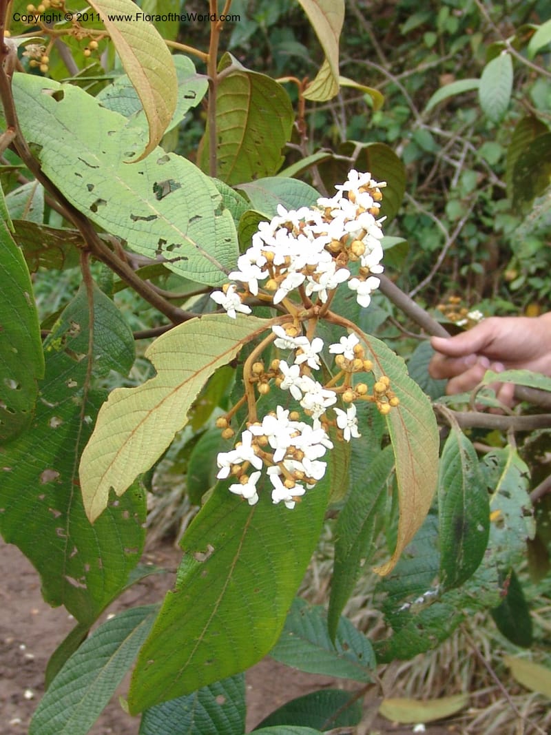 Nectandra, Vasquez31455--Peru. Prov. Oxa. Parq. Nac. Yanachaga Chemillen. 12 Oct 06. 067.jpg