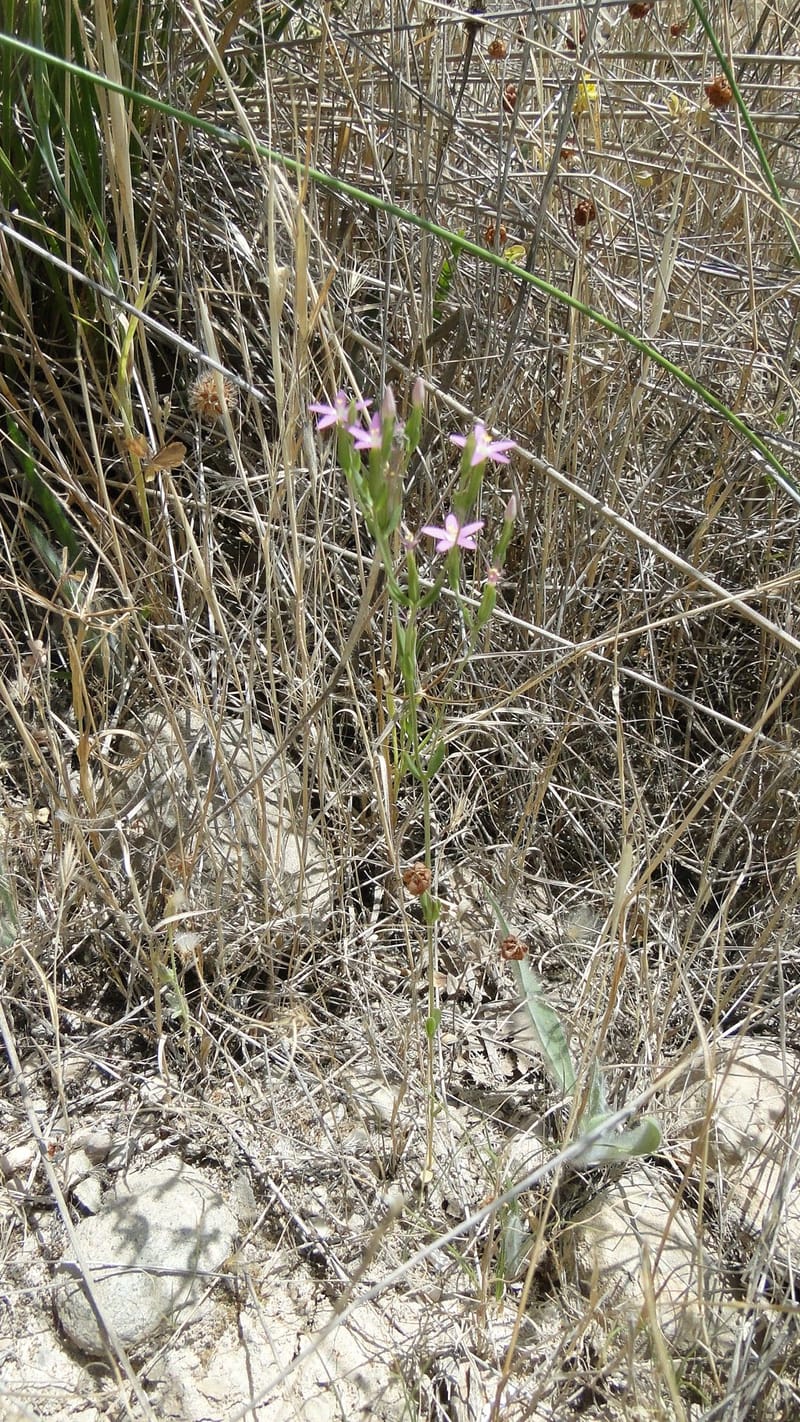 Centaurium, A. G. Miller 3.3--Iraq. Kurdistan. Zaynal, NW of Mawat. 16 June 2010. 119.jpg
