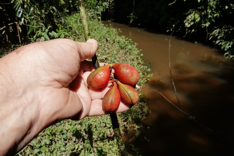 Cola cauliflora, C. Davidson 13947--Gabon. Maurel & Prom rd. Afternoon. 2 Nov. 2018. DSC01682 (185).JPG