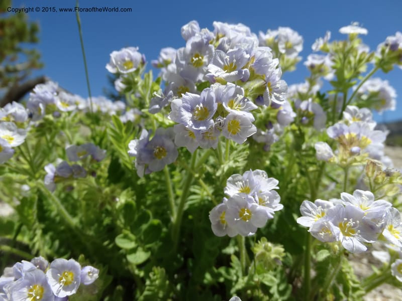 Polemonium pulcherrimum, Davidson, C 12552--Idaho. Valley Co. FS Rd. 431. 1 Jul 2014. DSC09329 (2).JPG
