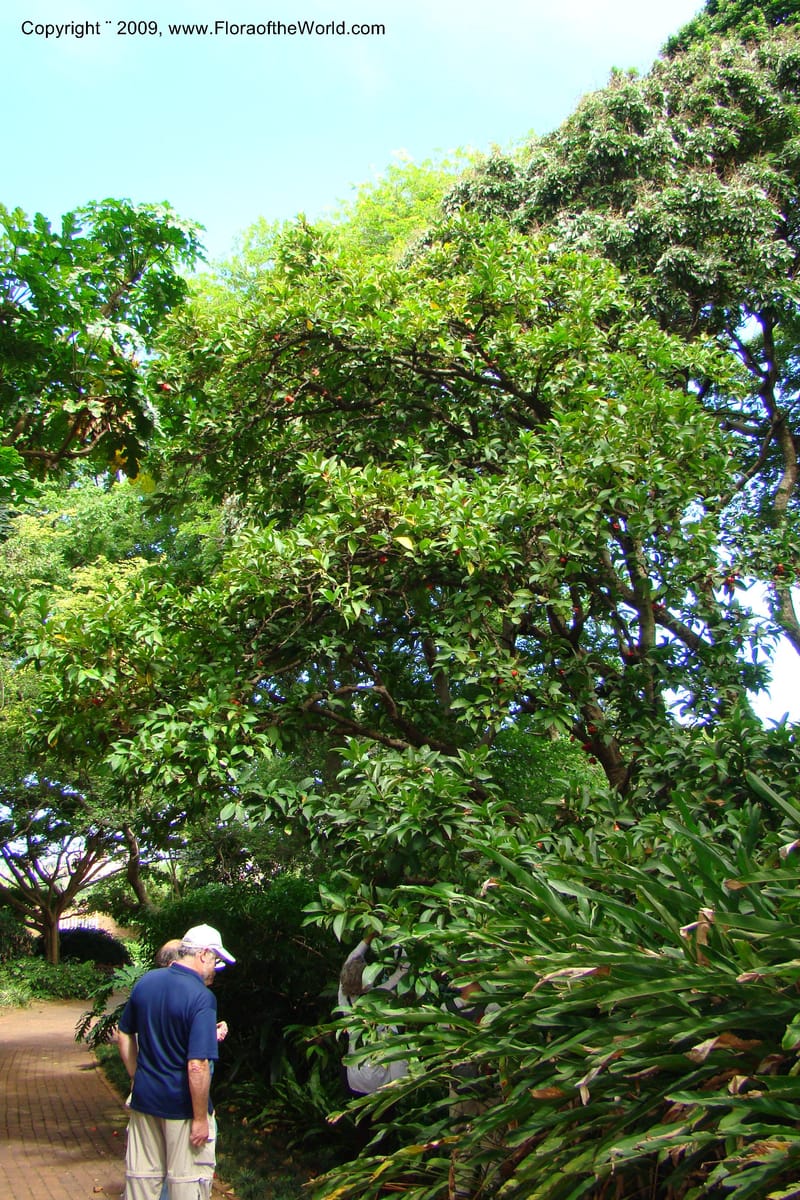 Syzygium samarangense--South Africa. Durban Botanical Garden. 30 Jan 09. 315.jpg