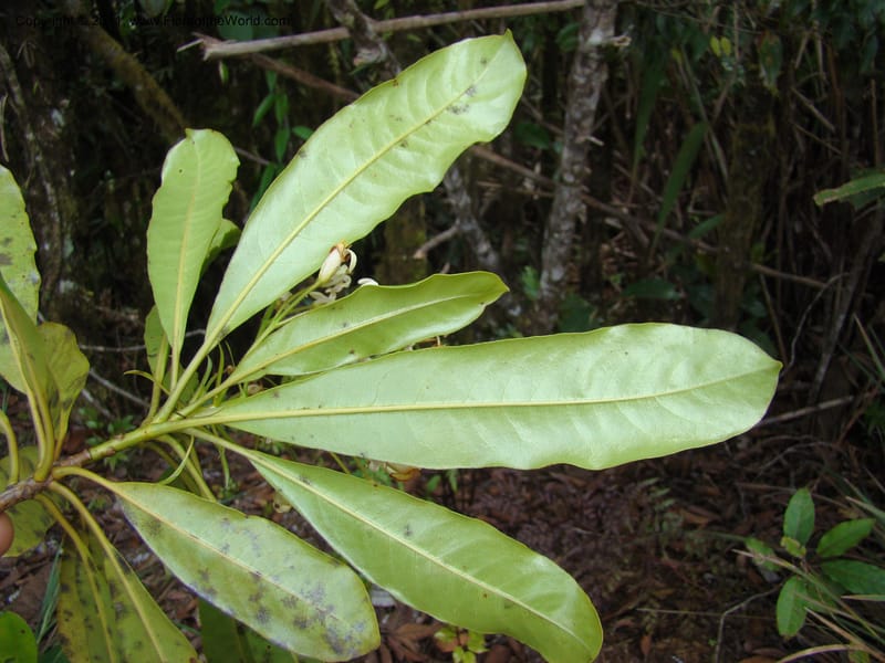 Pittosporum, Gemmill, C 631--New Caledonia,  Dzumac, 20 Nov 2007, 989 (8).jpg