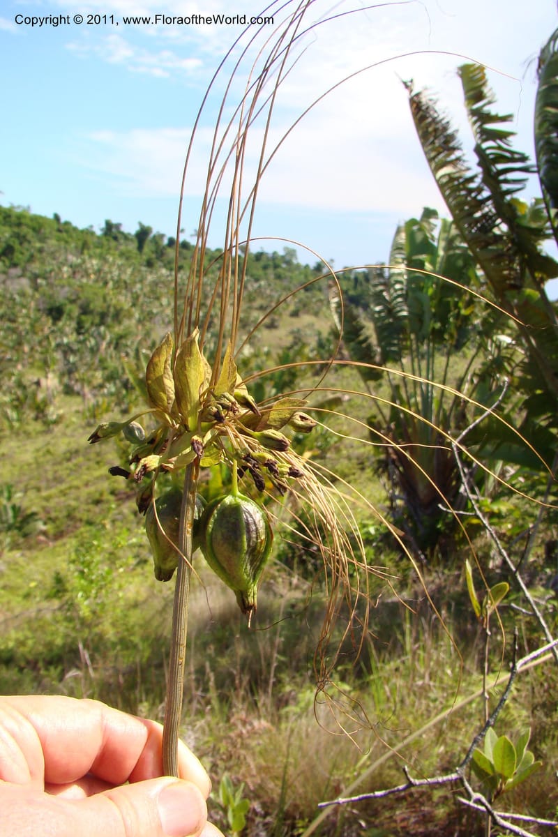 Tacca, Phillipson 6125--Madagascar. Prov. Fianarantsoa. Manombo Nat. Park. 13 Jan 09. 230.jpg