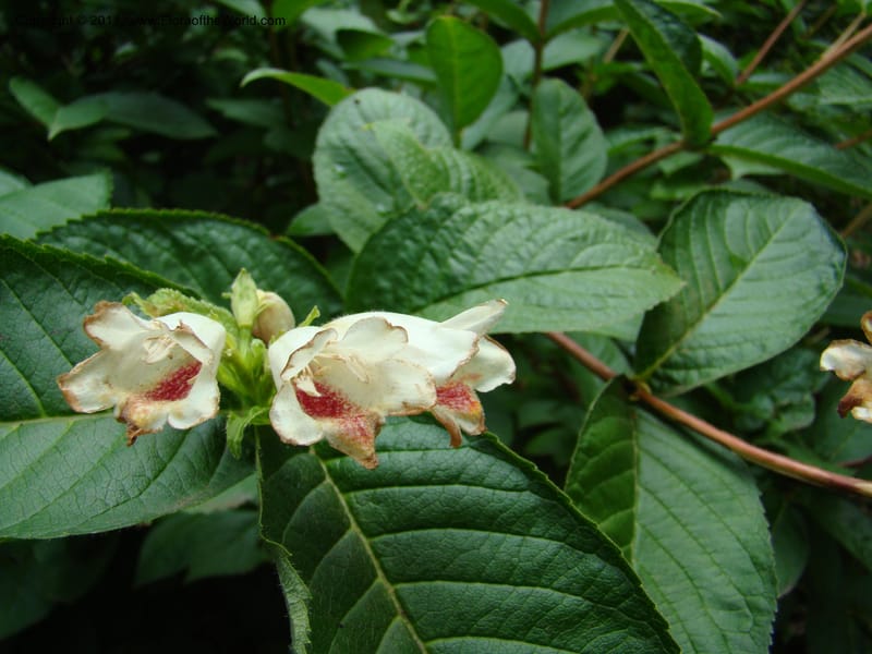 Weigela middendorffiana, 14066-0223-1993--Canada. BC. Univ. BC Bot. Garden. 27 Jul 08. 325.jpg