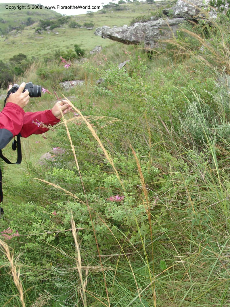 Syncolostemon rotundifolius--So.Africa. E. Cape. Umtamvuna Nat. Res. 11 Mch 05. 065.jpg