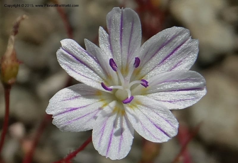 Lewisia columbiana var. wallowensis, Davidson, C 12591--ID. Idaho Co. Seven Devils Camp Ground. 15 Jul 2014. DSC00113 (140).JPG