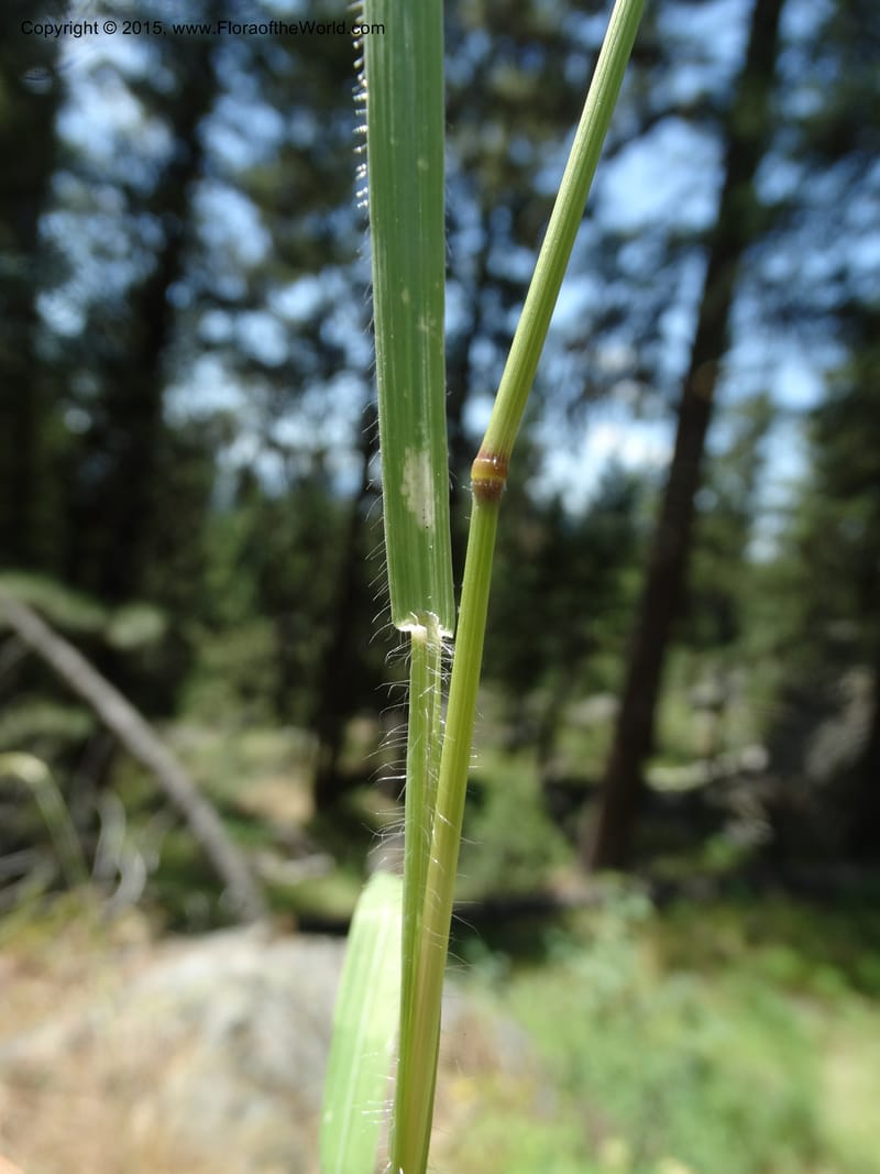 Bromus anomalus, Davidson, C 12563--Idaho. Valley Co. Payette Lake. Sylvan Beach. 12 Jul 2014. DSC09429 (151).JPG