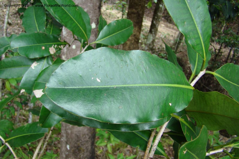 Mammea, M. Callmander 768--New Caledonia. Upper Tene River Valley. 19 Jan 2010. 377 (90).jpg