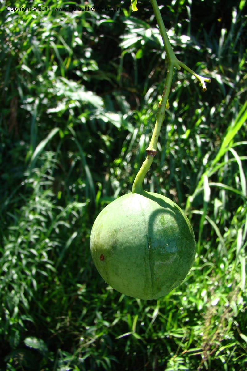Deidamia, Rogers 1213--Madagascar. Prov. Fianarantsoa. Ifanadiana. 12 Jan 09. 103.jpg