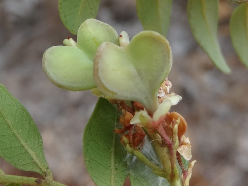 Guioa villosa, Callmander, M 1257--New Caledonia. Tiebaghi. 17 Nov 2015. DSC03437 (200).JPG
