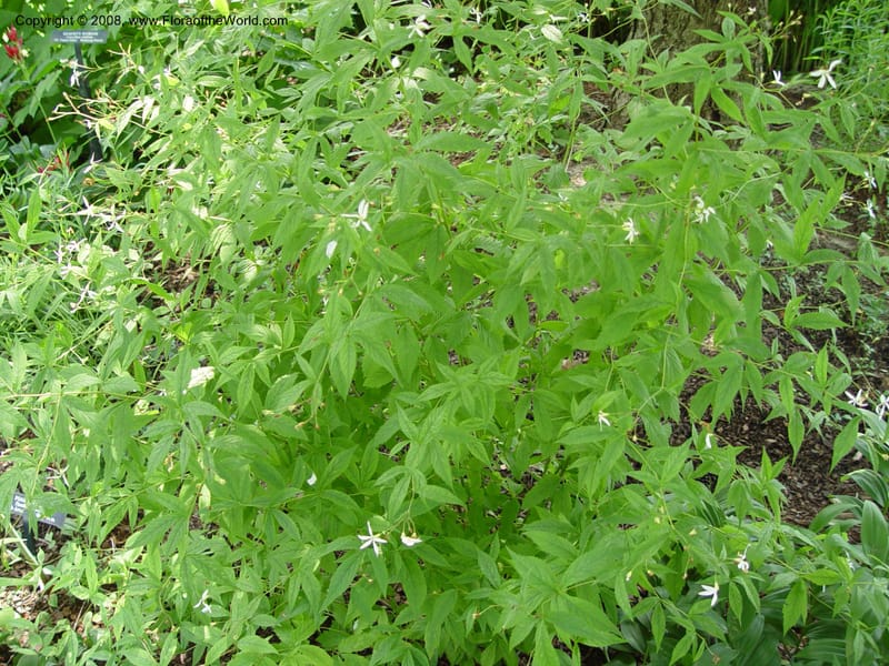 Porteranthus trifoliatus--PA. Longwood Gardens. 25 Jun 03. 006.jpg
