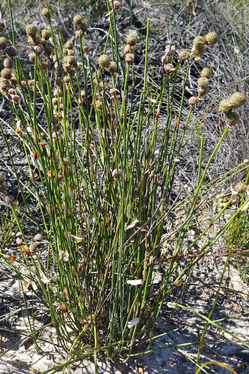 Lepidobolus chaetocephalus, Davidson, C 13414--Australia. Kingia locality. 23 Oct 2016. DSC04566 (174).JPG