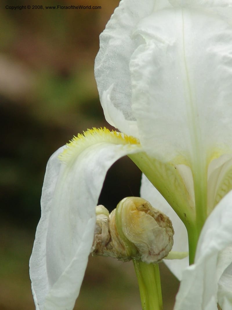 Iris florentina--France. Paris. Jardin des Plantes. 28 Apr 05. 154.jpg