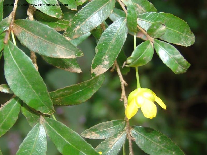 Ochna gomphostigma--So.Africa. Mpumal. Moodie Mts.  18 Mch 05. 277.jpg