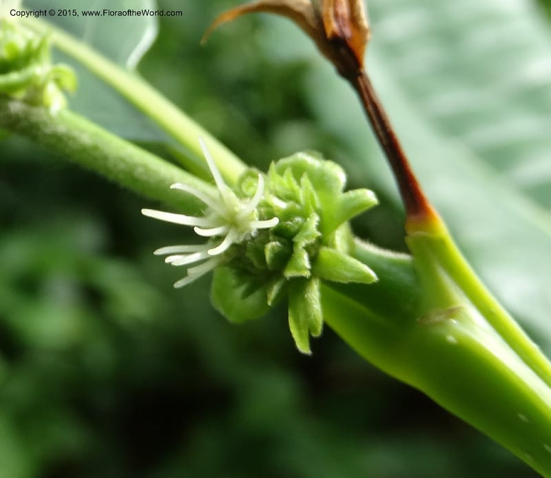Female flower cluster with prominent styles on a young shoot