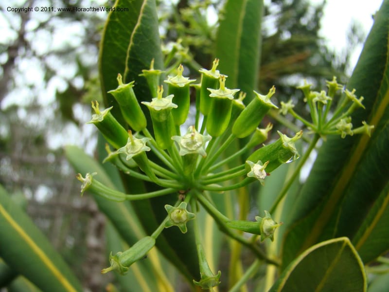 Myodocarpus crassifolius, not coll.--New Caledonia. Pl des Lacs. Ca. Grand Lac. 21 Jan 2010. 293 (252).jpg