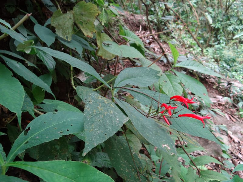Tetranema gamboanum, Hammel 26109--Costa Rica. Road into Ranchos Tinamu. 3 Mar 2012. DSC03548 (132).JPG