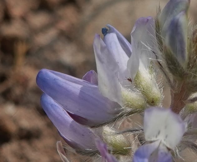 Lupinus lepidus var. lobbii, Davidson 14202--OR. Harney Co. Steens Mtn. July 2021. DSC09986 (535).JPG