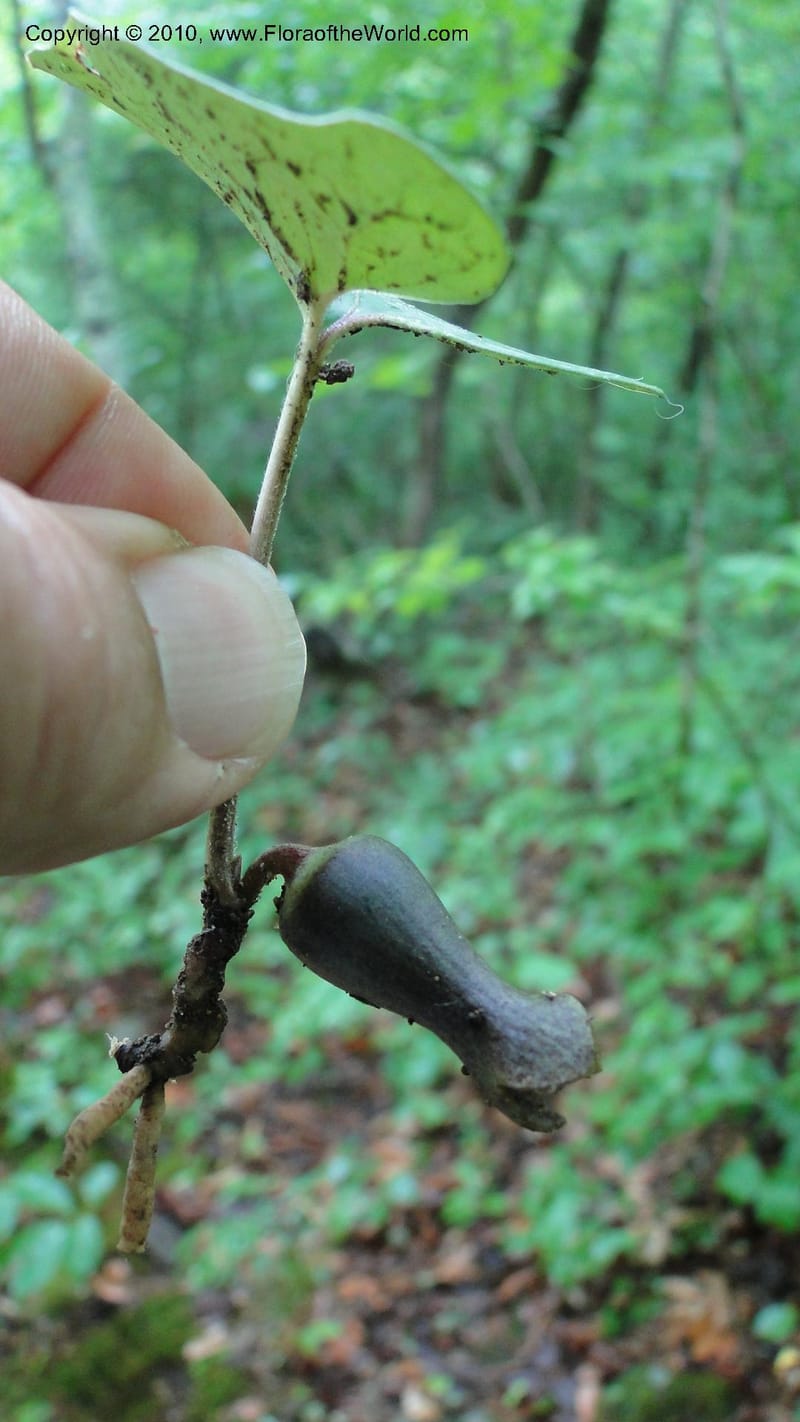 Hexastylis arifolium, Mori 27431--North Carolina. Duke Forest. Gate 26. 24 May 2010. 149 (60).jpg