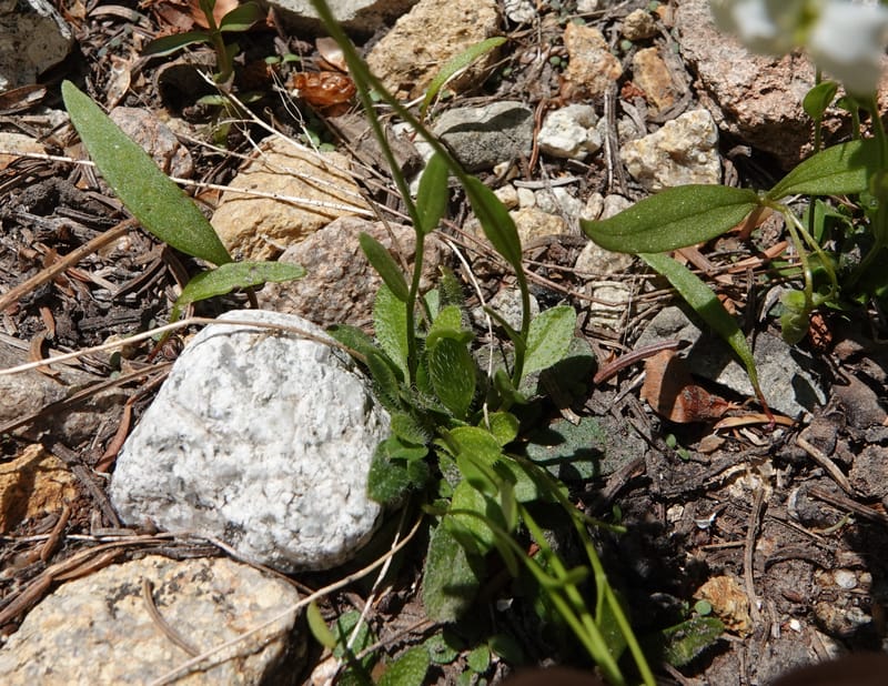 Arabis nuttallii, C. Davidson 14036--ID, Valley Co. Elkl Summit. 18 July 2019. DSC00995 (14).JPG