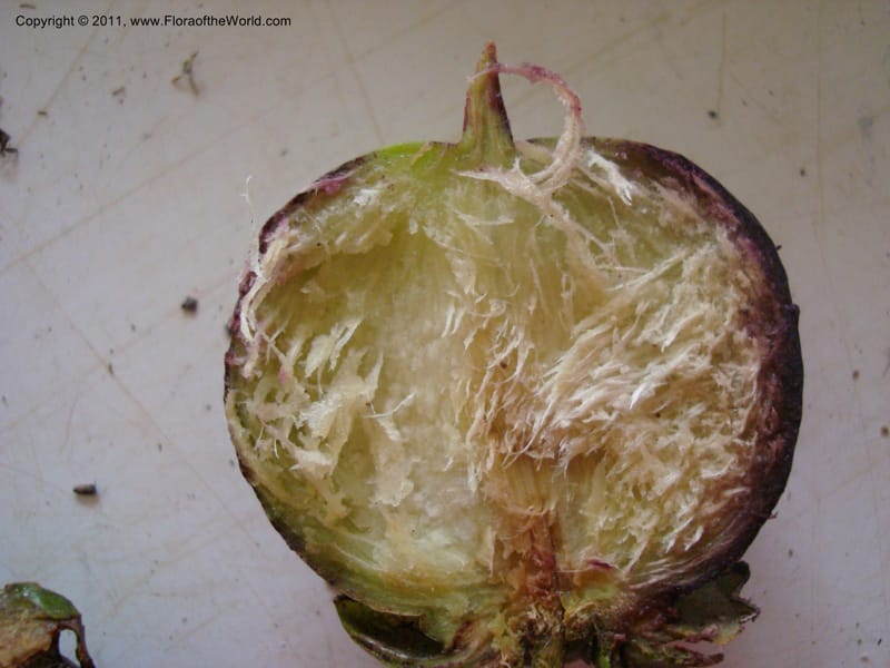 Strasburgeria robusta, Munzinger, J 4877--New Caledonia,  Dzumac, 20 Nov 2007, 28 (22).jpg
