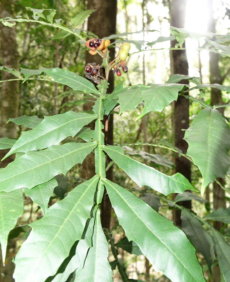 Harpullia alata, Davidson, C 13345--Australia. Qld. Austinville Rd. Mudgeeraba Cr. 17 Oct 2017. DSC02766 (213).JPG