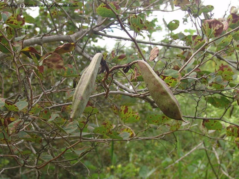 Bauhinia galpinii--So. Africa. Mpumalanga. Karino. Whyte Thorne. 19 Mch 05. 112.jpg
