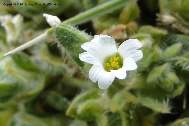 Cerastium, Ulloa 2014--Ecuador. Napo. Volcan Antesana. 2 Jun 2011. 162 (2).jpg