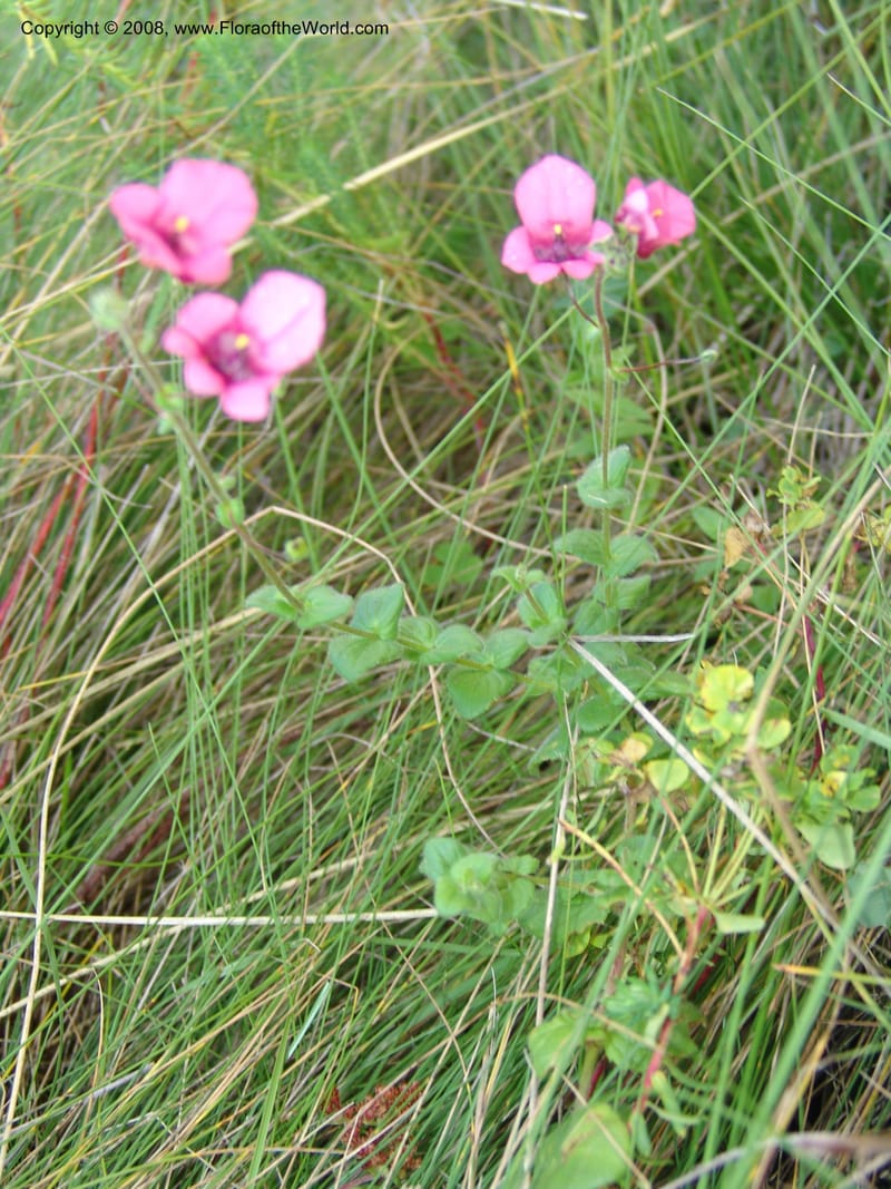 Diascia barberi--So.Africa. E. Cape. R58 SE of Barkly East.10 Mch 05. 216.jpg