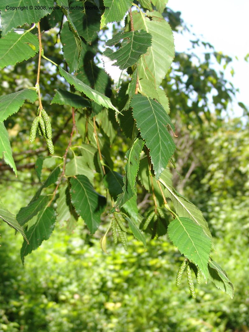 Betula albosinensis, 1988.169--CA. Quarryhill Botanical Garden. 5 Jul 07. 064.jpg