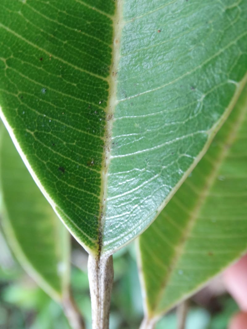 Amaroria soulameoides, Plunkett, G 3187--Fiji. Waisali Rainf. Reserve. 4 Nov 2015. DSC08848 (268).JPG