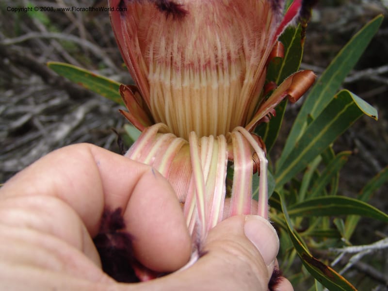 Protea neriifolia--So.Africa. E. Cape. Van Stadens Wildfl. Res.. 6 Mch 05. 107.jpg