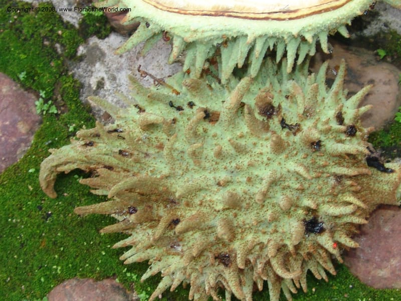 Sterculia murex--So. Africa. Lowveld Nat. Bot. Gard. 14 Mch 05. 296.jpg