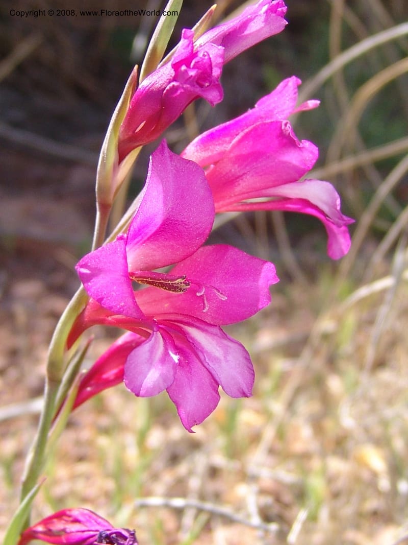 Gladiolus illyricus--Spain. Prov. Almeria. Cabo de Gata. Hill near new lighthouse. 23 Apr 05. 023.jpg