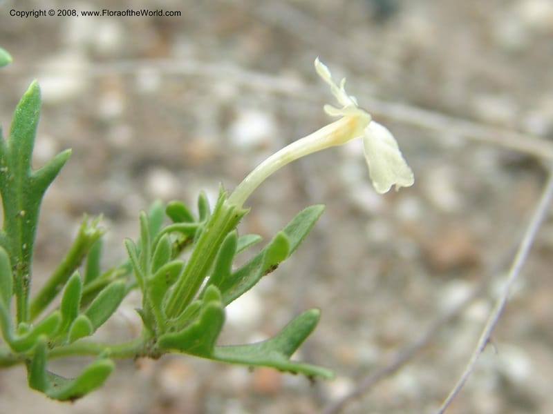 Chascanum pinatifidum--So.Africa. Mpumal. R577 N of Lydenburg. 16 Mch 05. 191.jpg