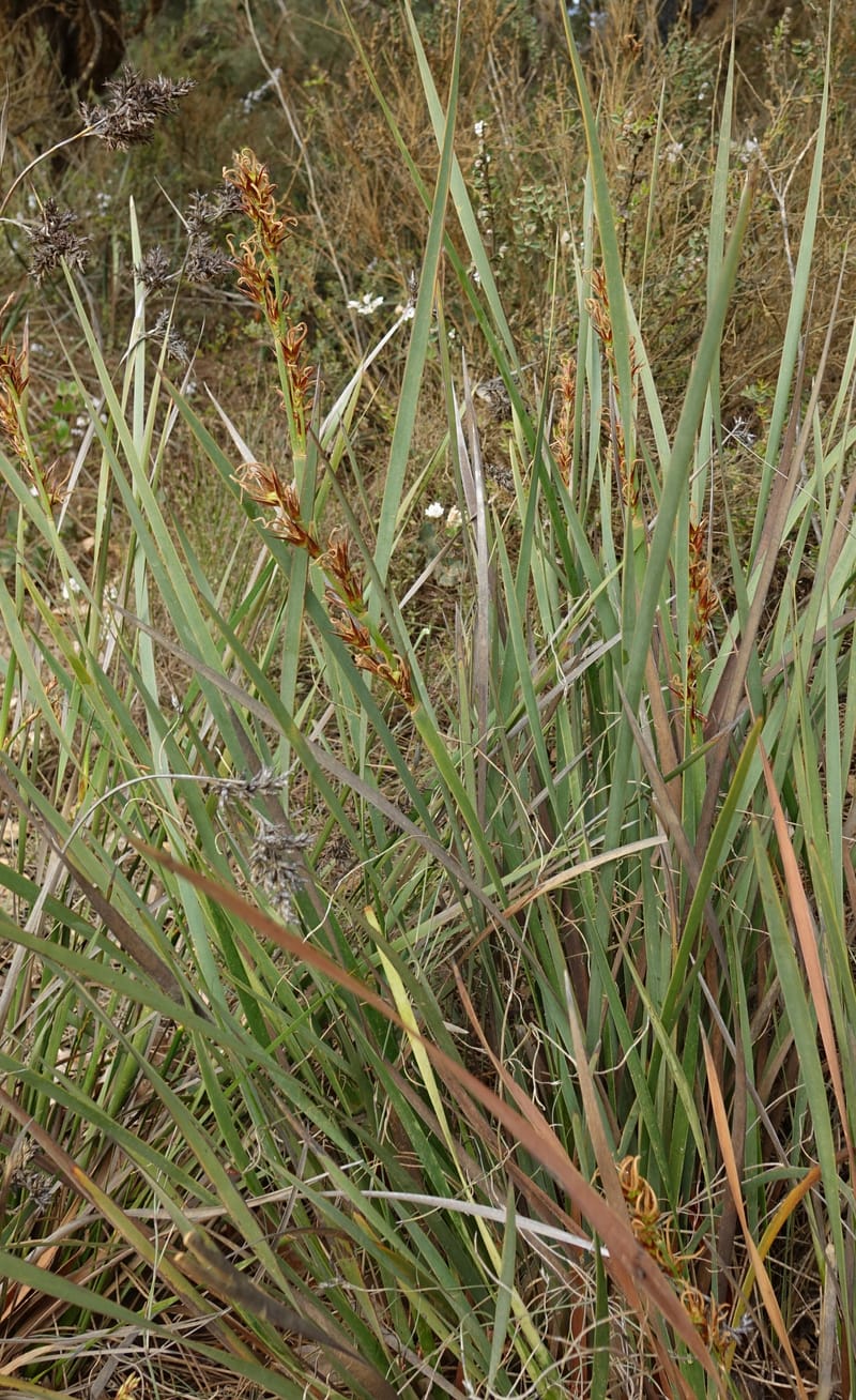 Anarthria scabra, Davidson, C 13484--Australia. W.A. Gull Rock Rd. 29 Oct 2016. DSC06220 (54).JPG