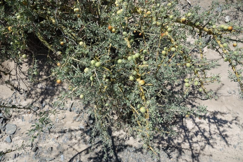 Geoffroea decorticans, Fortunato 13124--Argentina. W of Bellavista. 6 Feb 2018. DSC08696 (183).JPG