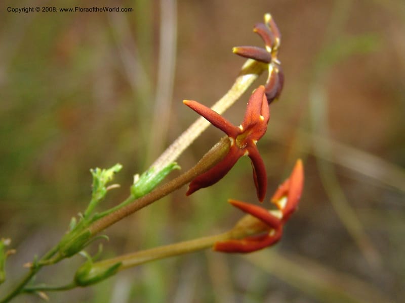 Jamesbrittenia --So.Africa. Mpumal. R577 N of Lydenburg. 16 Mch 05. 240.jpg