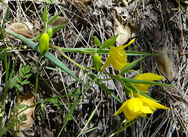 Calochortus amabilis, Davidson, C 12123--USA, California, Napa Co. 19 Apr 2013  0001 (2).JPG