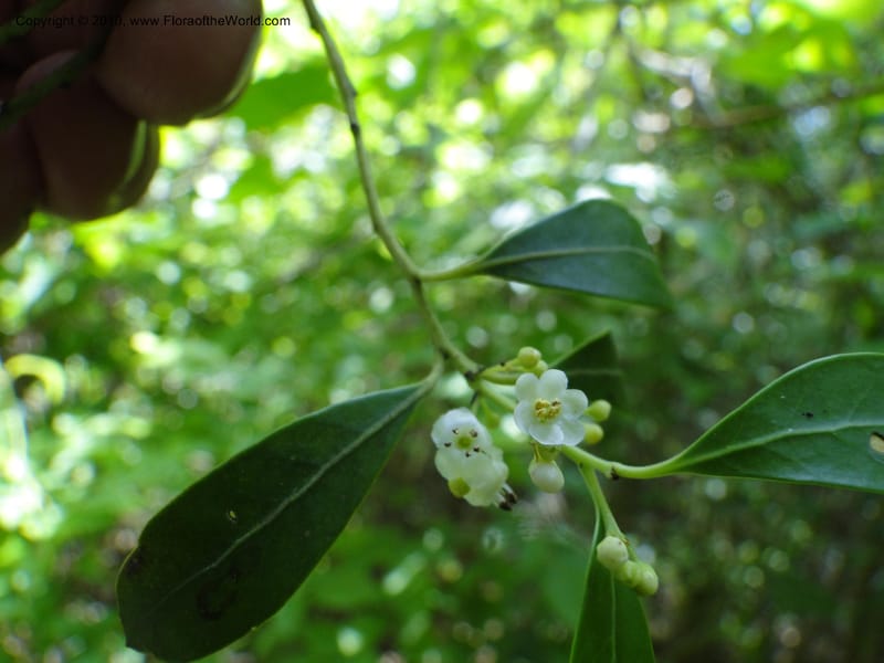 Ilex glabra, Mori, S 27396, USA, North Carolina, Johnson Co., Hwy 50, 3 km SE of Benson, 21 May 2010 (4).JPG