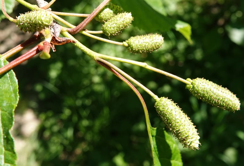 Alnus viridis subsp. fruticosa, C. Davidson 13827--ID. Shoshone Co. Hobo Cedar Grove. 9 Jul 2018. DSC06256 (178).JPG
